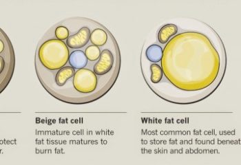 Brown-Beige-White-Fat-Cells-e1439350020915