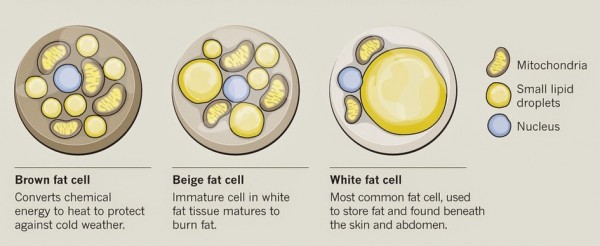 Brown-Beige-White-Fat-Cells-e1439350020915